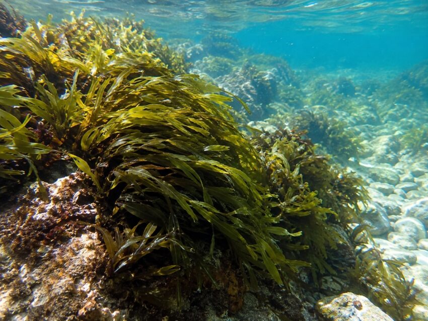 Морские водоросли в естественной среде Зеленые морские водоросли, растущие под водой на каменистом дне